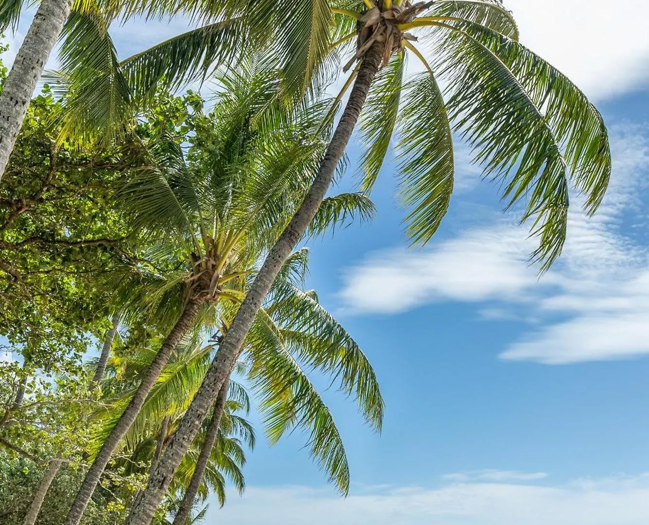 Coral Sands Beachfront Resort Trinity Beach 4*,